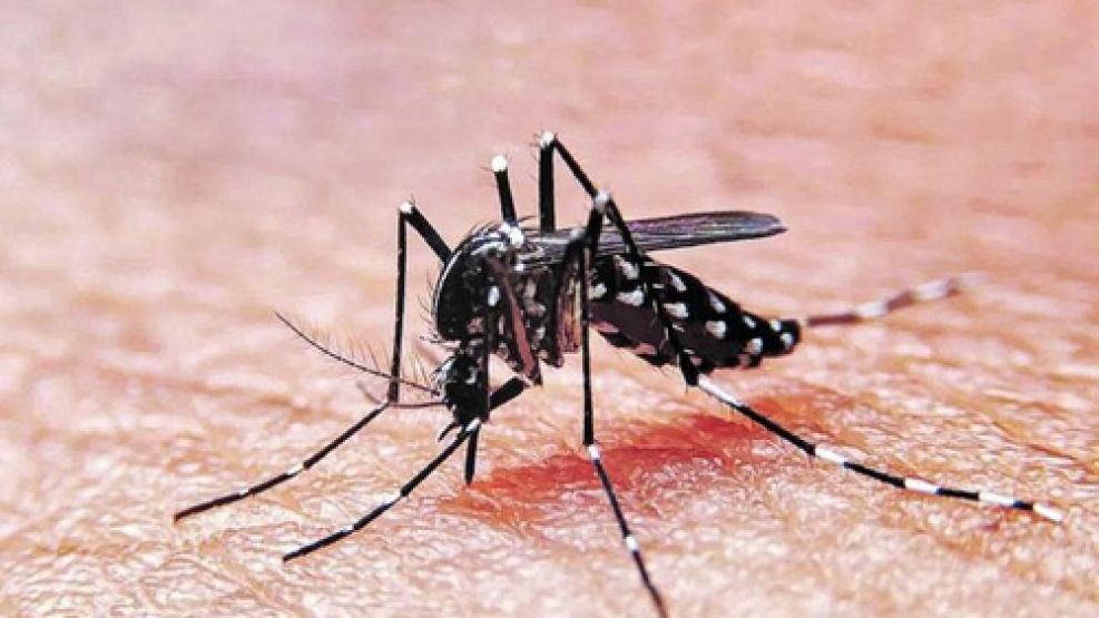 Infectólogo Clemente Terrero Advierte Situación Por Dengue En Rd Es "grave"