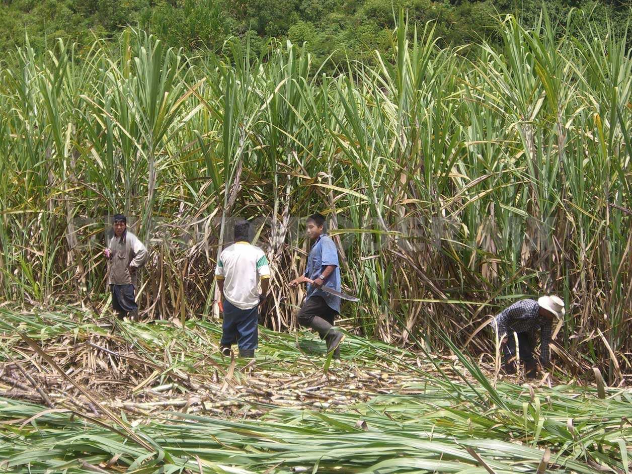 Proyecto De Ley Propone Importar Alimentos Sin Pago De Arancel Por Seis Meses, En Emergencia