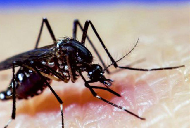 Sube A 19 Las Defunciones Por Dengue Con 1,248 Nuevos Casos, Según Salud Pública