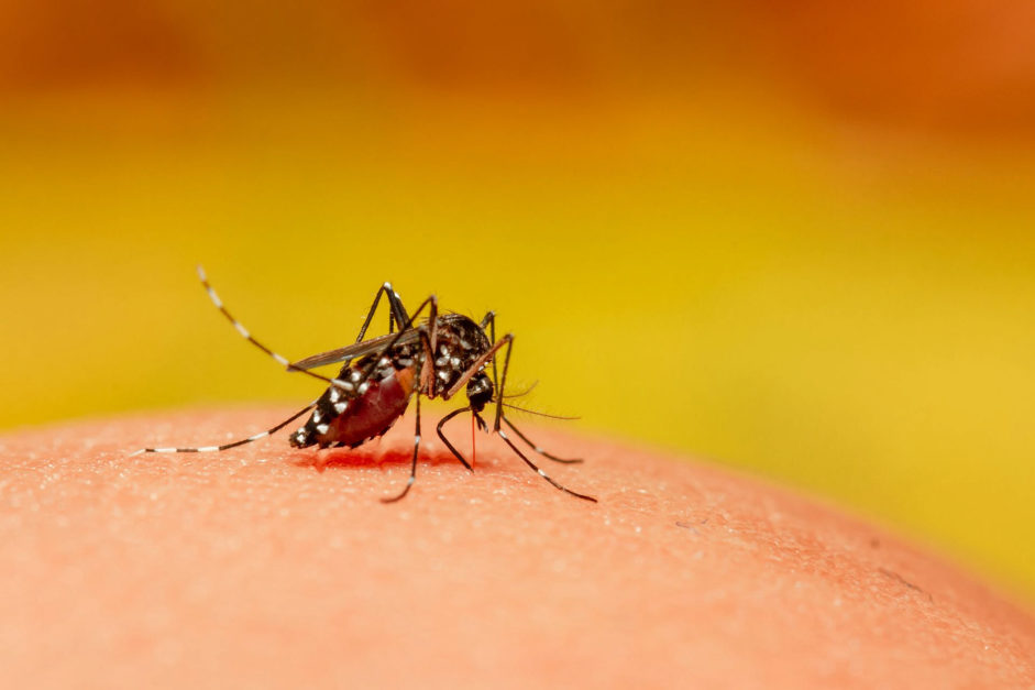 Autoridades Dicen No Ha Habido Muertes Por Dengue En La última Semana; Reportan 1,057 Casos Nuevos