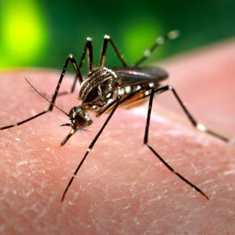 Salud Pública Detecta Foco De Contagios De Dengue En Santo Domingo Norte