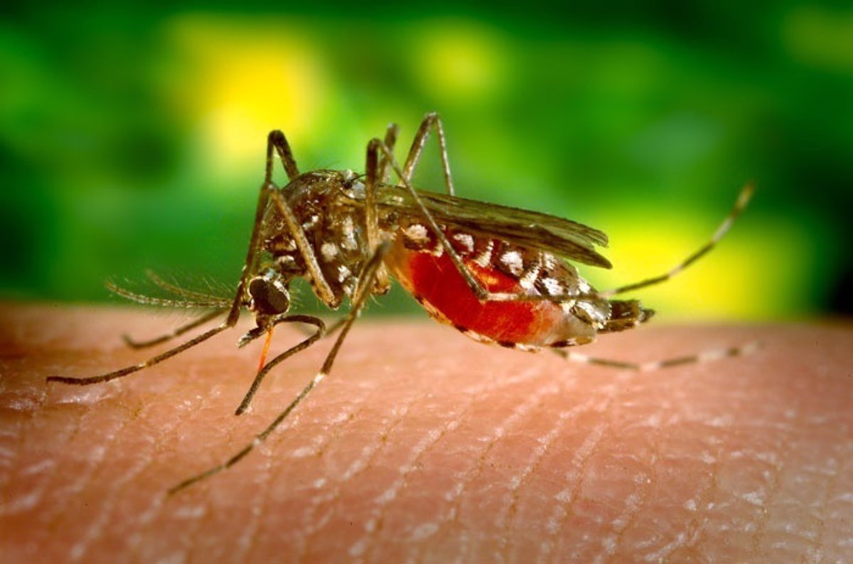 Dengue Ataca A La Población Infantil, Que Registra Mayoría De Los Casos