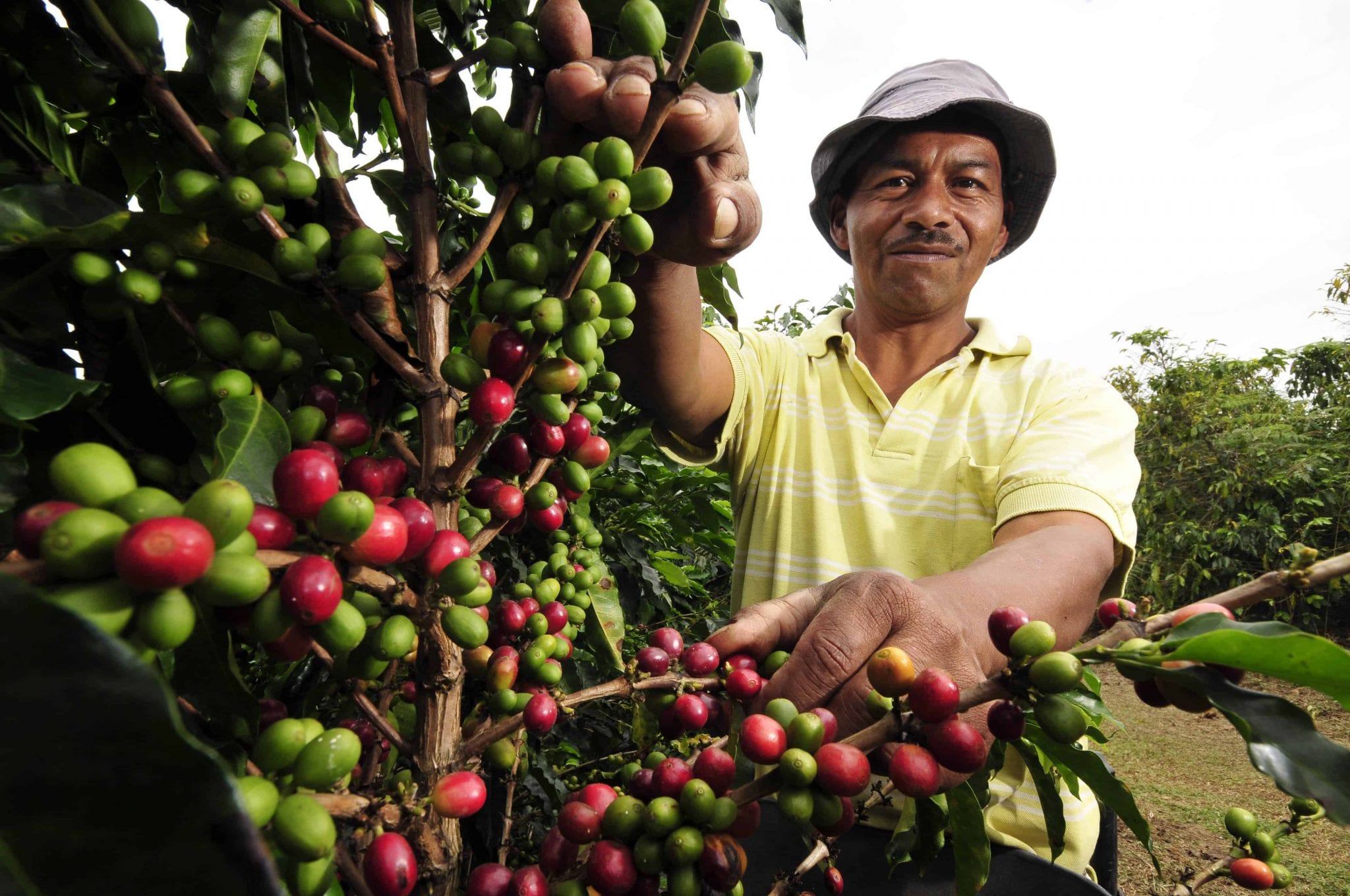 Lluvias Del 18 De Noviembre Afectaron El 20 % De La Producción Nacional De Café