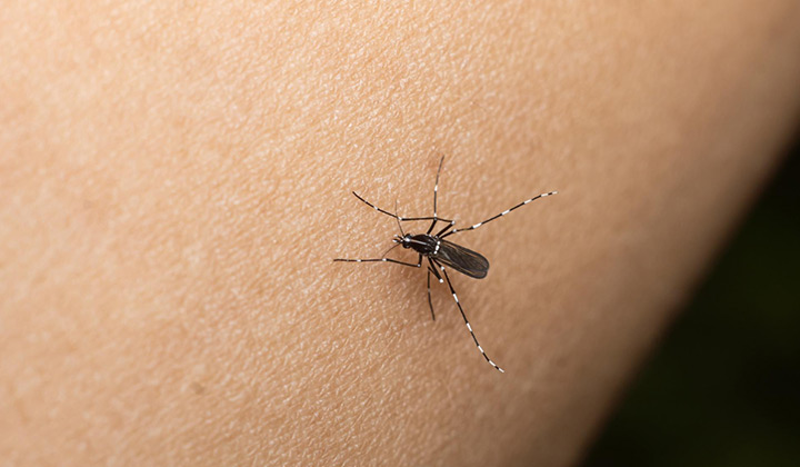 Seis Muertos Por Dengue Y 7,280 Pacientes Sospechosos En Lo Que Va Del Año