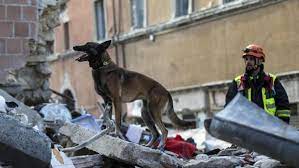 Trasladan A Tres Perros A San Cristóbal Para Buscar Víctimas Bajo Escombros